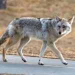 Deadly Fox Tapeworm Disease Found in West Coast Wildlife