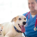 FDA Approves Emergency Drug for Pet Screwworm Infections