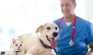 FDA Approves Emergency Drug for Pet Screwworm Infections