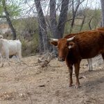 Flesh-eating Screwworm Detected in Texas Calf, Raising Concerns Among Ranchers