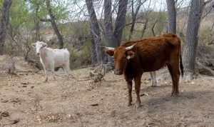 Flesh-eating Screwworm Detected in Texas Calf, Raising Concerns Among Ranchers