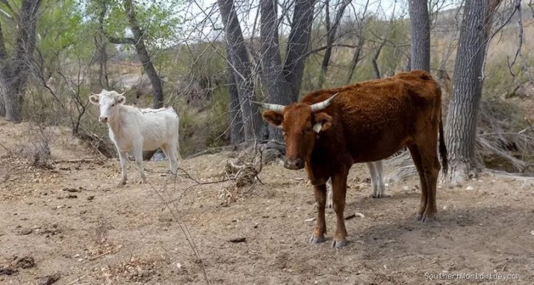Flesh-eating Screwworm Detected in Texas Calf, Raising Concerns Among Ranchers