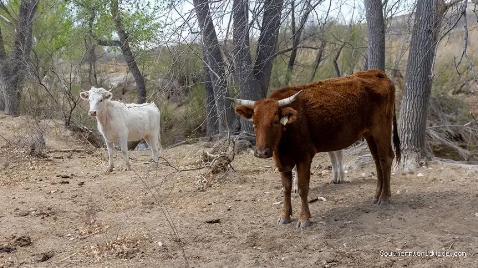 Flesh-eating Screwworm Detected in Texas Calf, Raising Concerns Among Ranchers