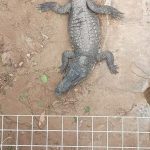 Man Accused of Attempted Murder After Allegedly Forcing Toddler into Crocodile Enclosure