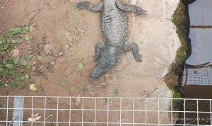 Man Accused of Attempted Murder After Allegedly Forcing Toddler into Crocodile Enclosure