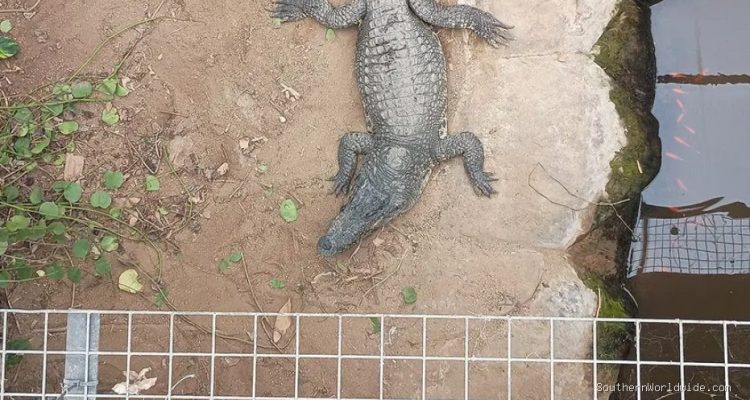 Man Accused of Attempted Murder After Allegedly Forcing Toddler into Crocodile Enclosure