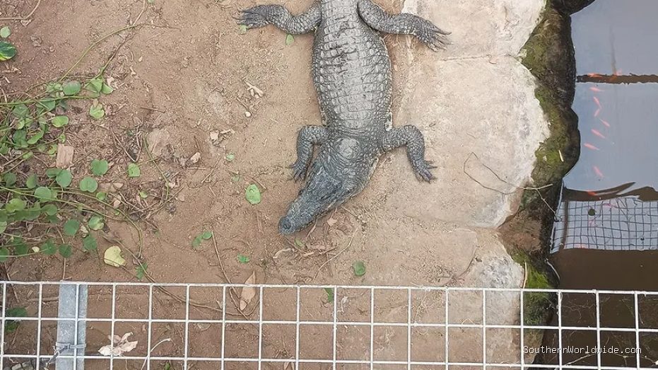 Man Accused of Attempted Murder After Allegedly Forcing Toddler into Crocodile Enclosure