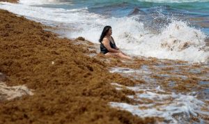 Record Seaweed Bloom Causes Respiratory Distress and Health Concerns