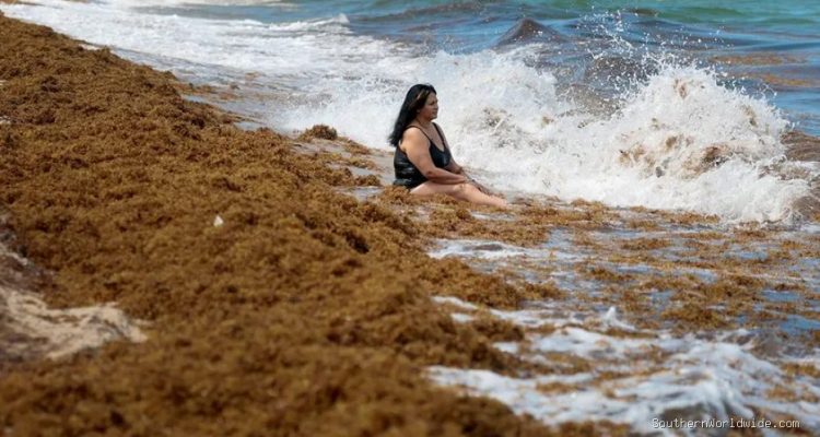 Record Seaweed Bloom Causes Respiratory Distress and Health Concerns