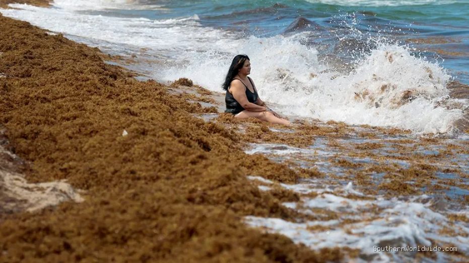 Record Seaweed Bloom Causes Respiratory Distress and Health Concerns