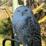 40 Species, Including Snowy Owl and Cheetah, Receive International Protection