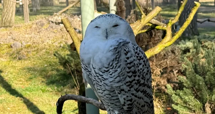 40 Species, Including Snowy Owl and Cheetah, Receive International Protection