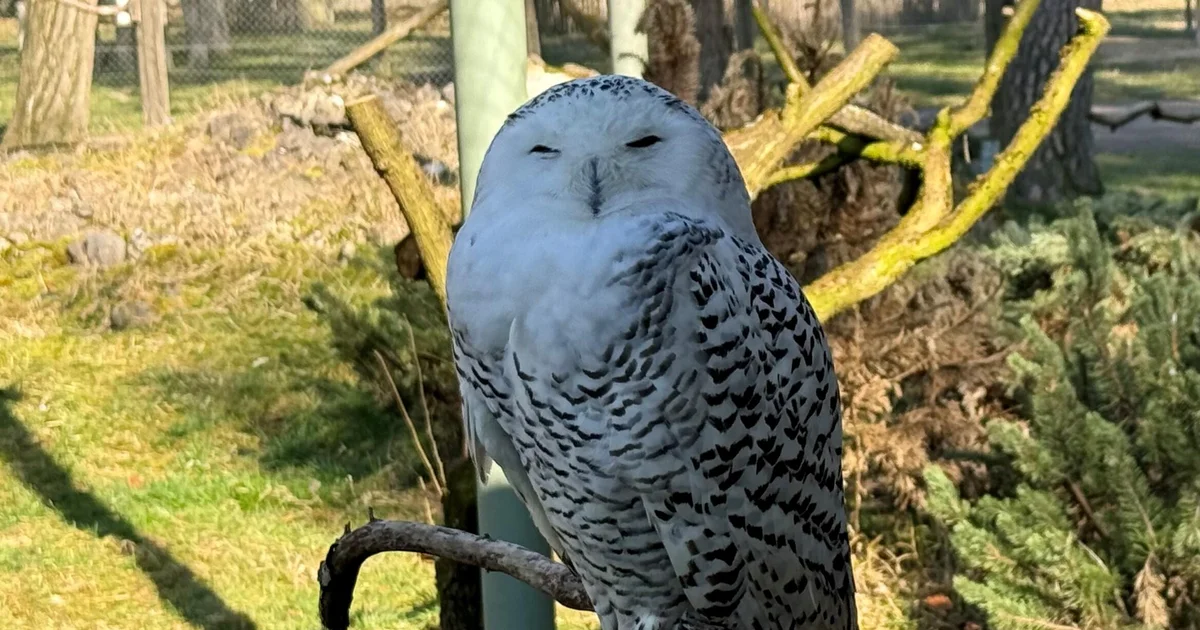 40 Species, Including Snowy Owl and Cheetah, Receive International Protection