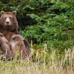 Agents can hunt bears from above to safeguard Alaskan caribou, a judge ruled