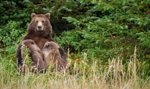 Agents can hunt bears from above to safeguard Alaskan caribou, a judge ruled