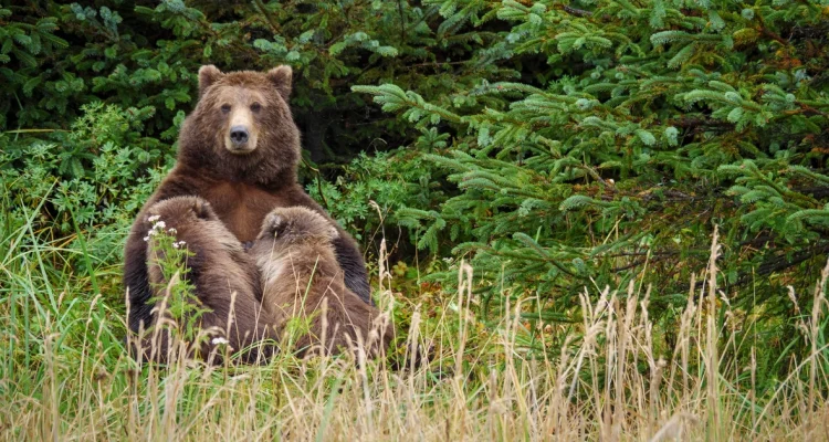 Agents can hunt bears from above to safeguard Alaskan caribou, a judge ruled