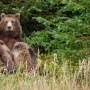 Agents can hunt bears from above to safeguard Alaskan caribou, a judge ruled