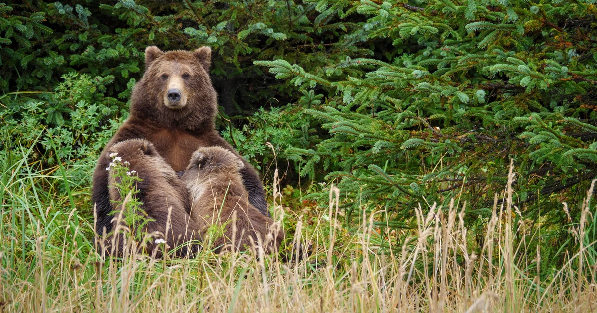Agents can hunt bears from above to safeguard Alaskan caribou, a judge ruled