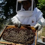 AI Robotic Beehives Achieve 70% Reduction in Colony Collapse