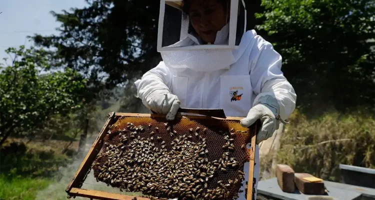 AI Robotic Beehives Achieve 70% Reduction in Colony Collapse