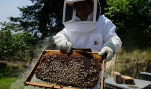 AI Robotic Beehives in Florida Community Report 70% Reduction in Colony Collapse