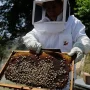AI Robotic Beehives in Florida Community Report 70% Reduction in Colony Collapse