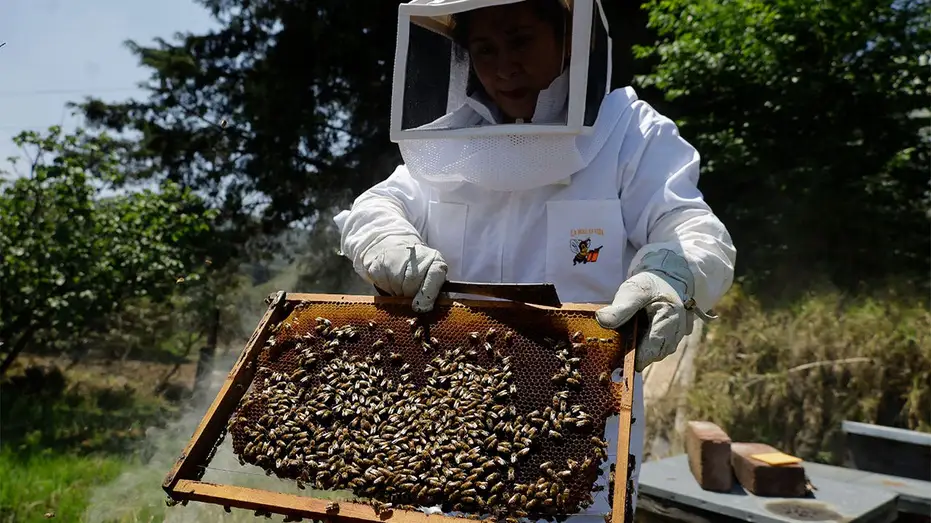AI Robotic Beehives in Florida Community Report 70% Reduction in Colony Collapse