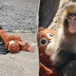 American Tourists Arrested in Japan Over Monkey Enclosure Incident