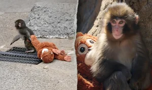 american-tourists-arrested-in-japan-over-monkey-enclosure-incident-31282 American Tourists Arrested in Japan Over Monkey Enclosure Incident