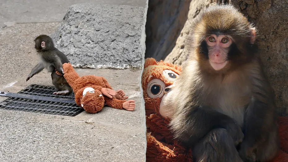 American Tourists Arrested in Japan Over Monkey Enclosure Incident