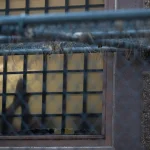 Asylum seekers drop cases amid ICE deportation to third countries