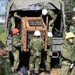Bear attacks woman in Japan, two other fatalities suspected