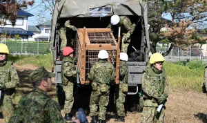 Bear attacks woman in Japan, two other fatalities suspected