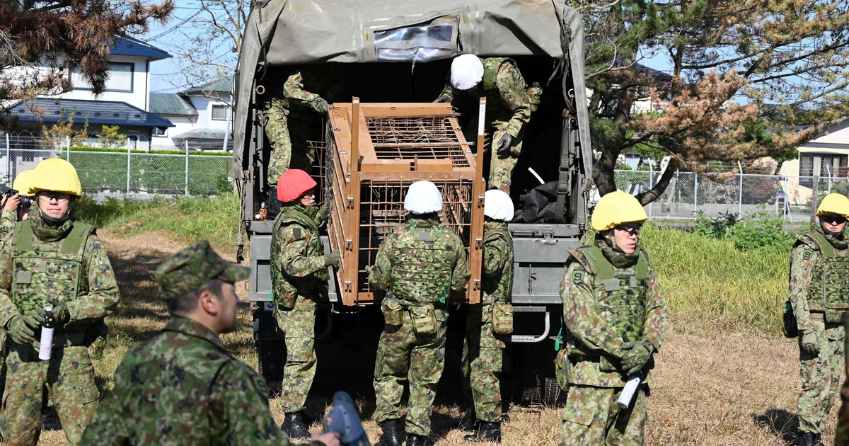 Bear attacks woman in Japan, two other fatalities suspected