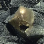 Deep Sea Golden Orb's Identity Revealed