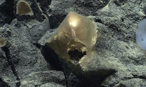 Deep Sea Golden Orb's Identity Revealed