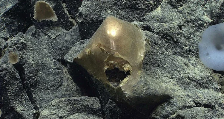 Deep Sea Golden Orb's Identity Revealed
