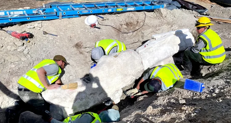 Dinosaur Fossils Found During National Park Parking Lot Construction