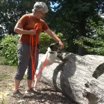 Dogs Can Detect Invasive Lanternflies, Virginia Tech Study Finds