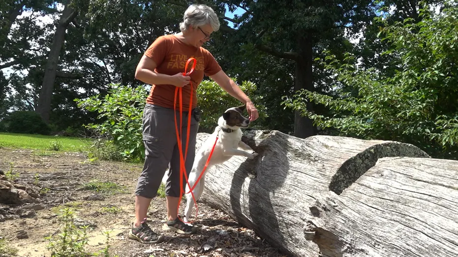 Dogs Can Detect Invasive Lanternflies, Virginia Tech Study Finds