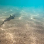 Earth's Oceans Are Darkening, Posing a Global Threat to Marine Ecosystems
