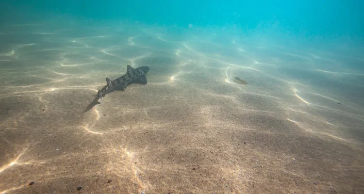 Earth's Oceans Are Darkening, Posing a Global Threat to Marine Ecosystems
