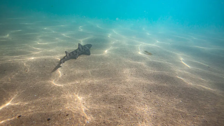 Earth's Oceans Are Darkening, Posing a Global Threat to Marine Ecosystems