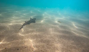 Earth's Oceans Darkening, Threatening Marine Life: Study