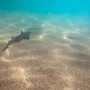 Earth's Oceans Darkening, Threatening Marine Life: Study