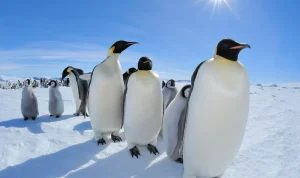 Emperor Penguins Highlighted as Antarctica Talks Begin in Japan