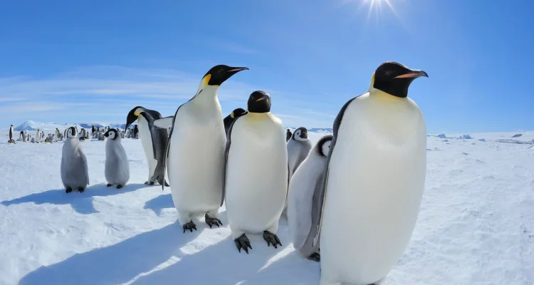Emperor Penguins Highlighted as Antarctica Talks Begin in Japan