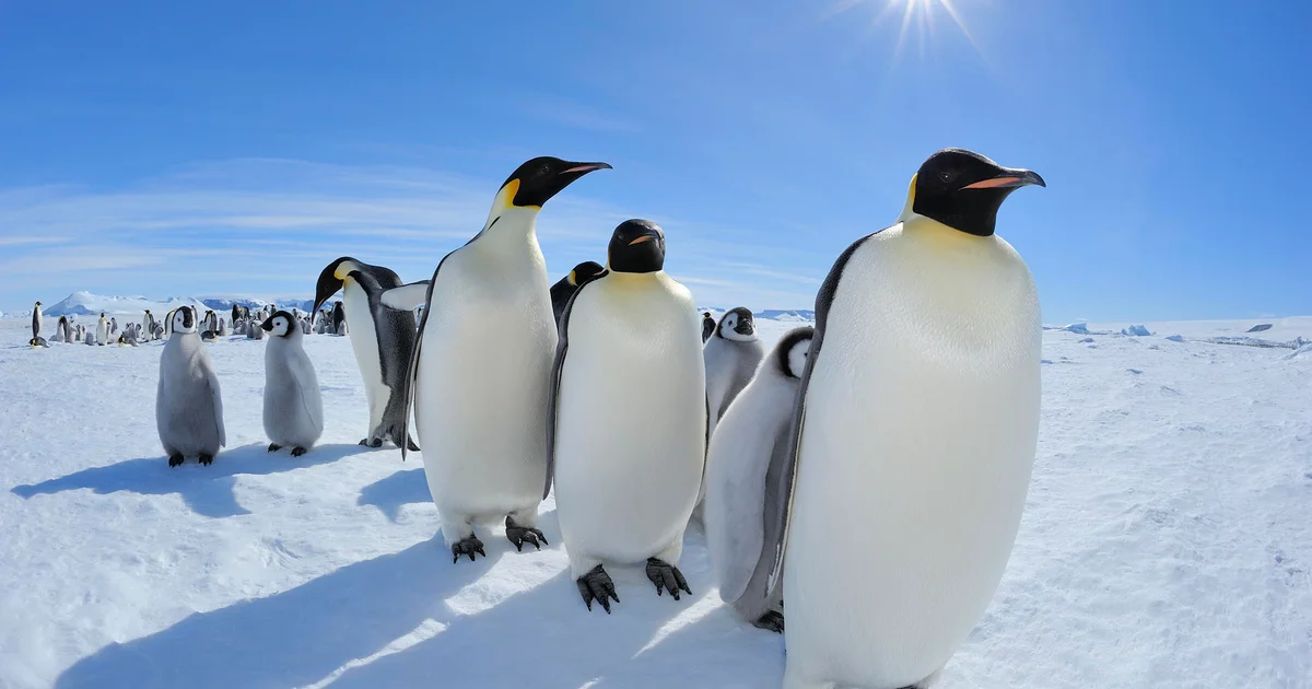 Emperor Penguins Highlighted as Antarctica Talks Begin in Japan