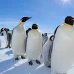 Emperor Penguins Now Listed as Endangered