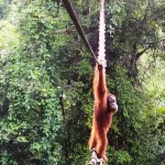 Endangered orangutan uses canopy bridge to cross road for the first time